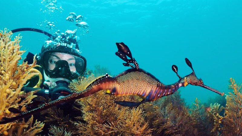 SCUBA-Diver-Weedy-Sea-Dragon-800x600-1 (1)