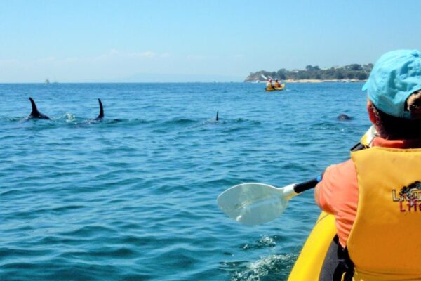 Sea-Kayaking-Dolphins-1-800x600-1