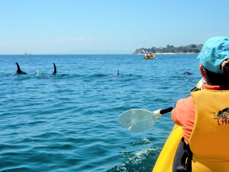 Sea-Kayaking-Dolphins-1-800x600-1